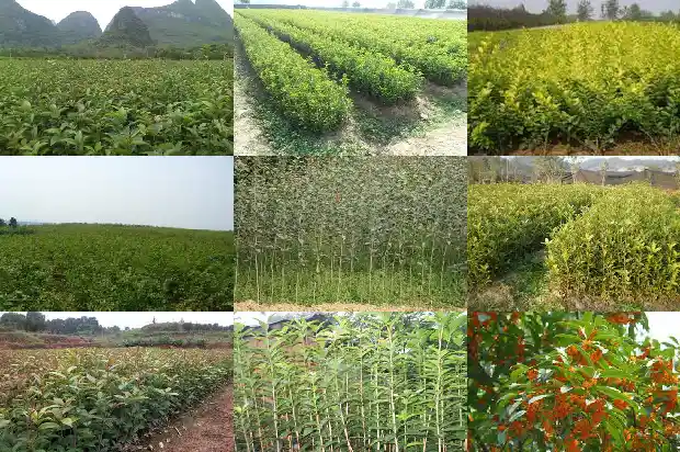 桂花树多久浇一次水北方冬天1684976238283