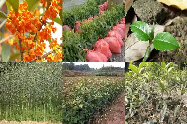 桂花树怕光吗有毒吗1684976294782
