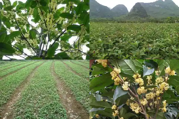 八月桂花树什么时候种植好活1688948344515