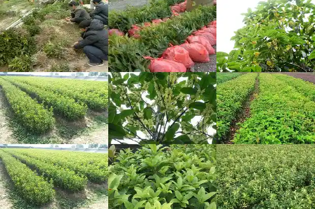 桂花树移栽后多久浇水一次好1684976320876