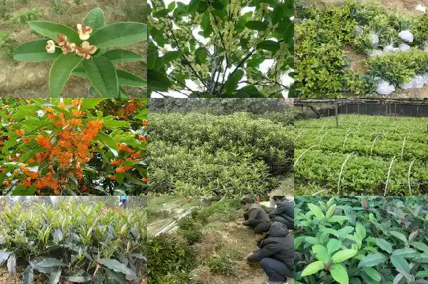 桂花树移栽后多久浇水一次最好1684976334301