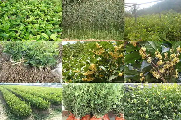 桂花树移栽后多久浇水一次最好1684976334349