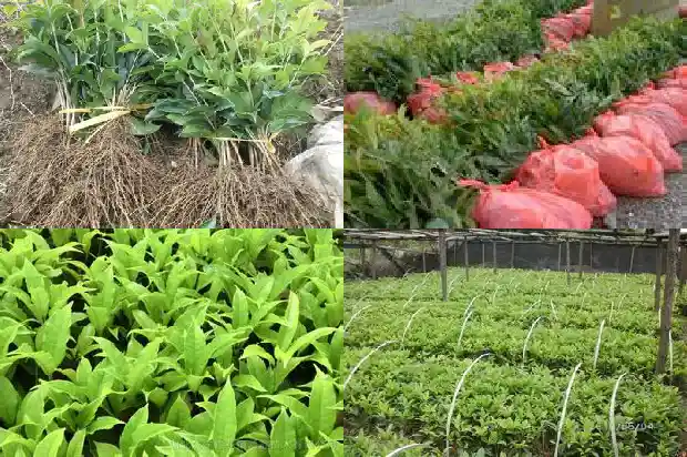 桂花树移栽后多久浇水一次最好1684976334395