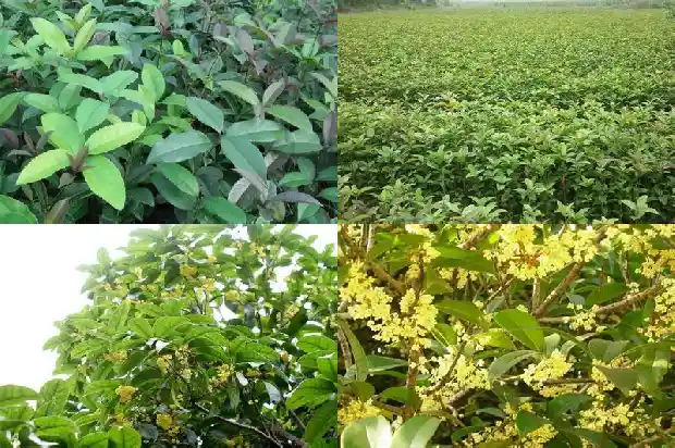桂花树移栽后多久浇水一次最好1684976334443