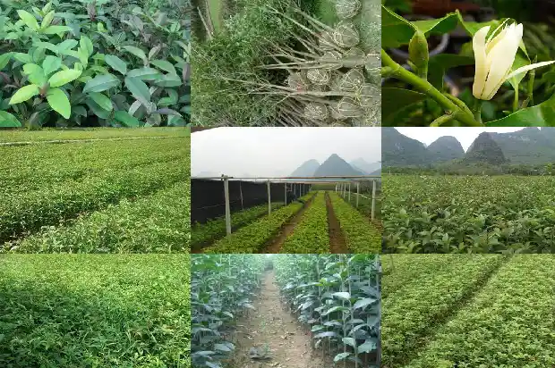 桂花树移栽后多久浇水一次比较好1684976345370