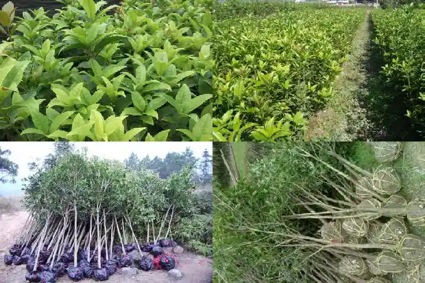 新移栽的桂花多久浇水1684976359369