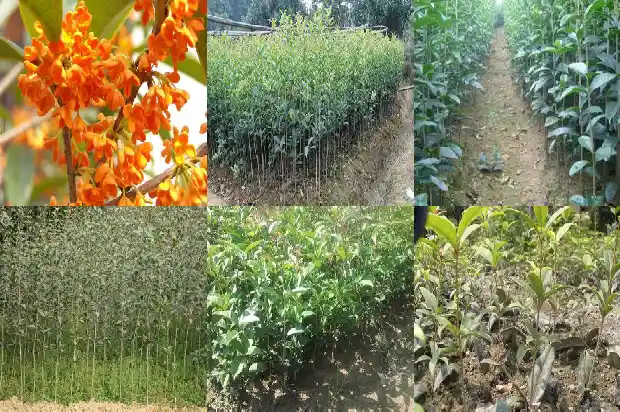 新移栽的桂花多久浇水1684976359416