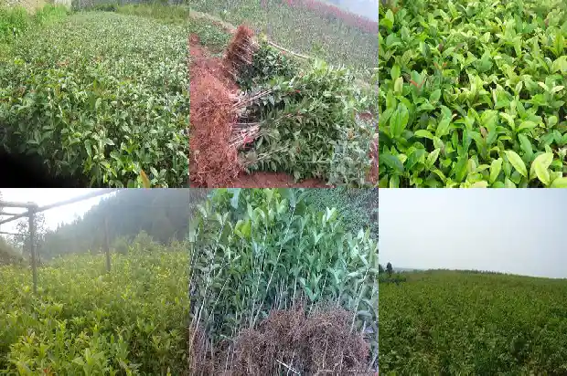 新移栽的桂花多久浇水1684976359464
