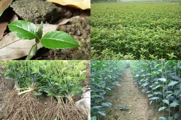 新移栽的桂花多久浇水1684976359512