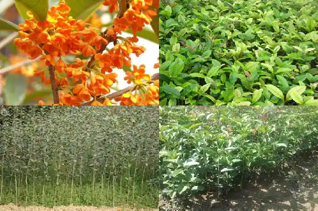 桂花树移栽后多久浇水最好活1684976370799