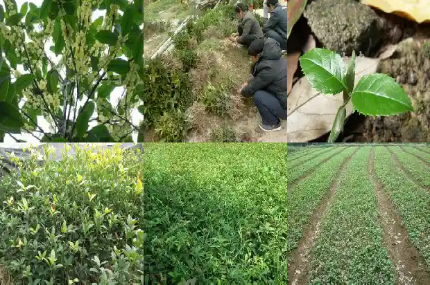 桂花树移栽后多久浇水最好活1684976370845