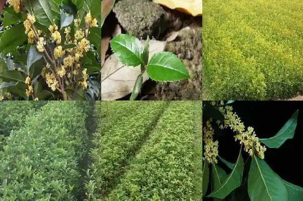 桂花树移栽后多久施肥最好1684976384257