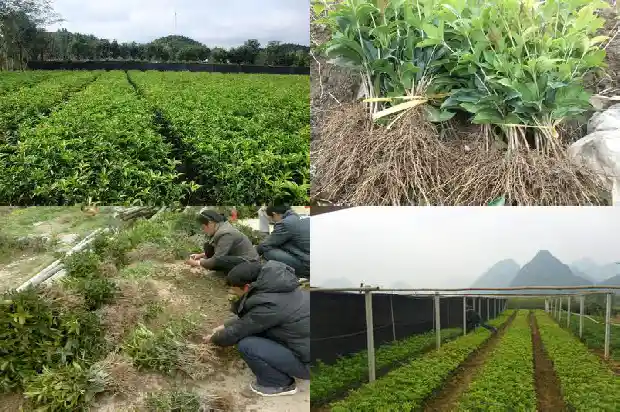 桂花树移栽后多久施肥最好1684976384305