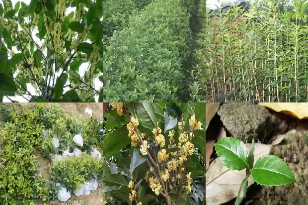 桂花树定植后多久施肥最好1684976392958