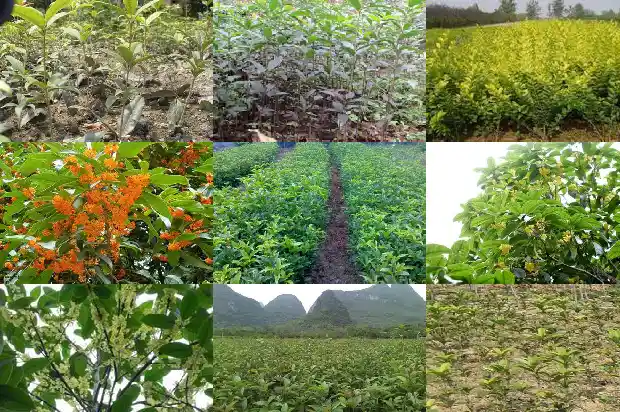 刚移植的桂花树是不是要多浇水才能活1684976403712