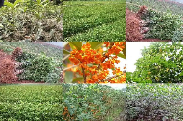刚移植的桂花树是不是要多浇水才能活1684976403760
