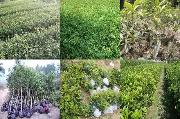 刚移植的桂花树是不是要多浇水才能活1684976403808