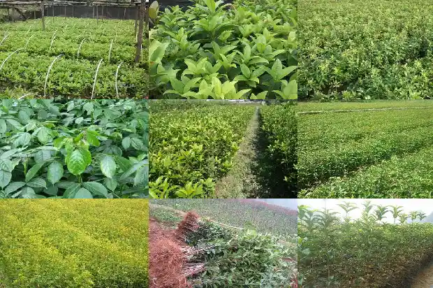 新移栽的桂花树多长时间浇水一次水比较好1684976415139