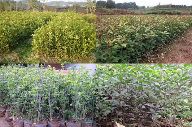 刚移植的桂花树怎么浇水呢1684976426249