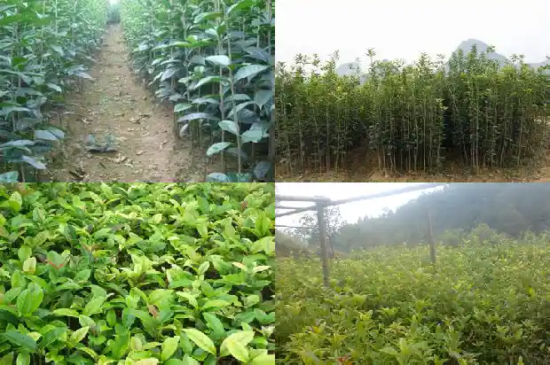 刚移植的桂花树怎么浇水呢1684976426297