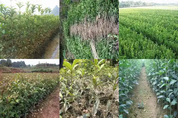 室外桂花树多久浇水一次最好1684976445628