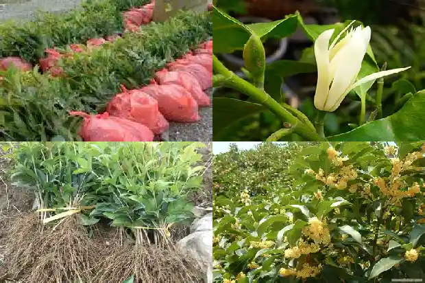 室外桂花树多久浇水一次最好1684976445675
