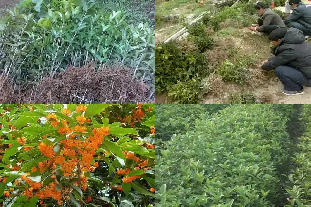 桂花树需要天天浇水吗1684976454361