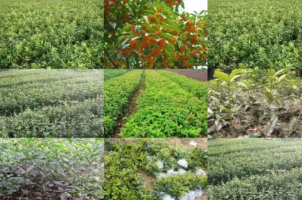 桂花嫁接苗几年开花1690504035032
