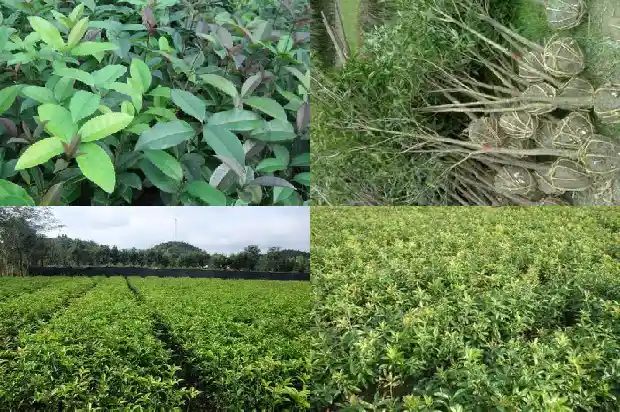 桂花树什么时候浇水好1684976490822