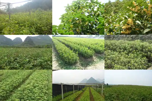 桂花怎么搭配泡茶喝1689577070427