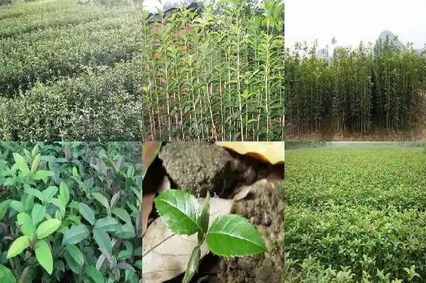 天香台阁桂花开花什么颜色1684976517682