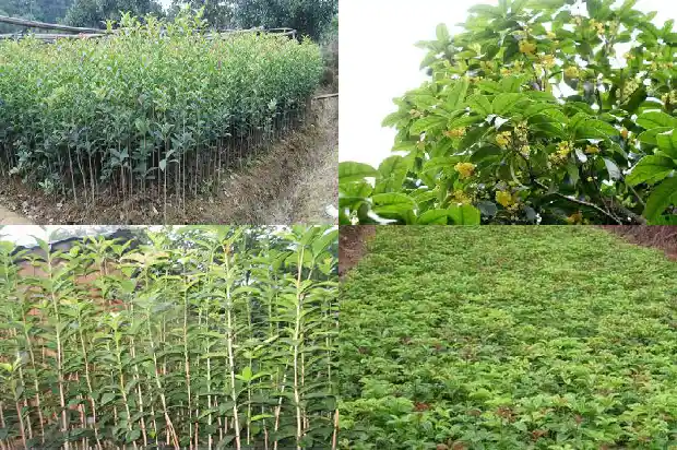 天香台阁桂花开花能浇果皮水肥吗1684976528726