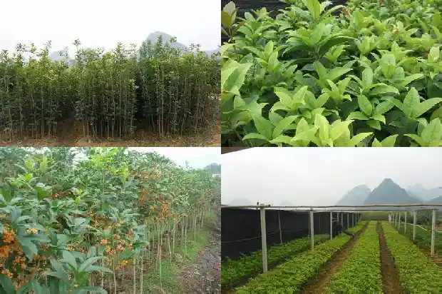 天香台阁桂花开花能浇果皮水肥吗1684976528774