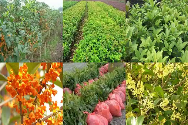 天香台阁桂花开花的最佳温度是多少?1684976541926