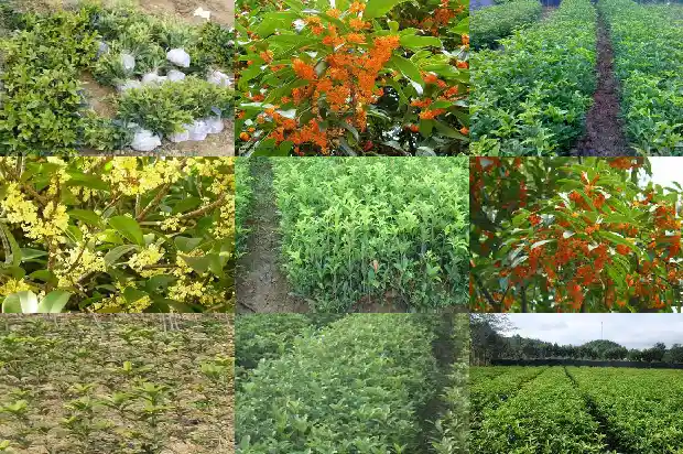 天香台阁桂花开花的最佳温度是多少?1684976541974