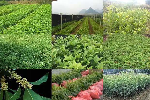天香台阁桂花开花的最佳温度是多少?1684976542022