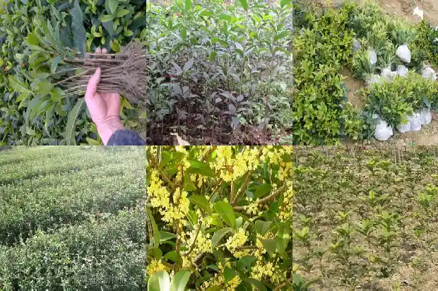 天香台阁桂花开花时间是几点到几点1684976554643
