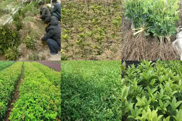 天香台阁桂花开花时间是几点到几点1684976554691