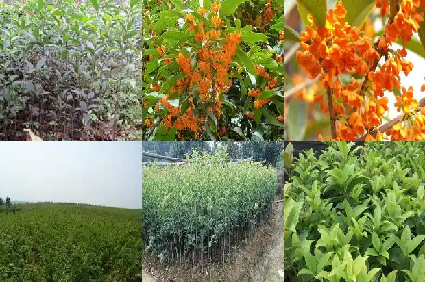 桂花树为什么不能放在家里养1684976565837