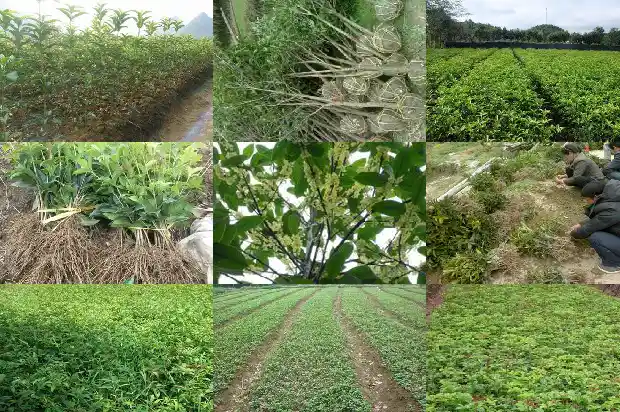 桂花树为什么不能放在家里养1684976565884