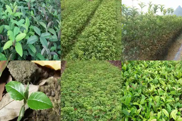 天香台阁桂花花开什么颜色1684976579519