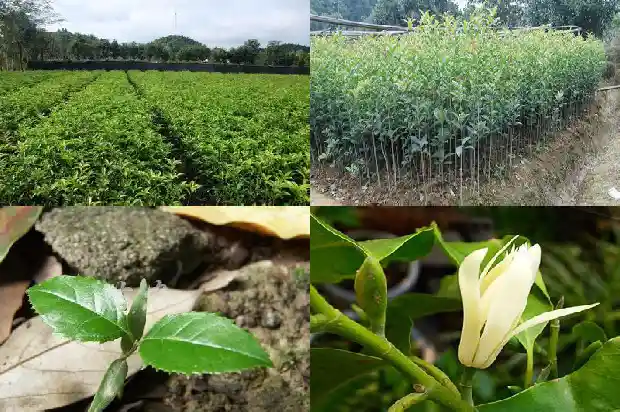 有谁要买桂花树呢1690158467078