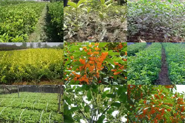 天香台阁红桂花什么时候开花1684976658174