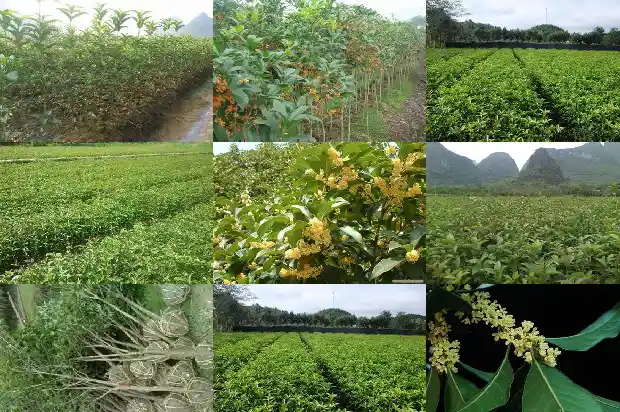 天香台阁红桂花什么时候开花1684976658220