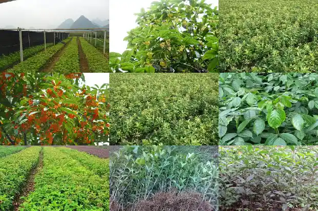 天香台阁红桂花什么时候开花1684976658265