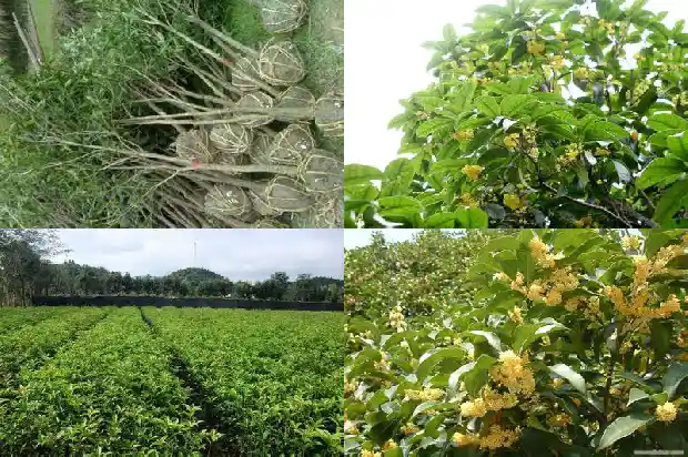 天香台阁红桂花什么时候开花1684976658311
