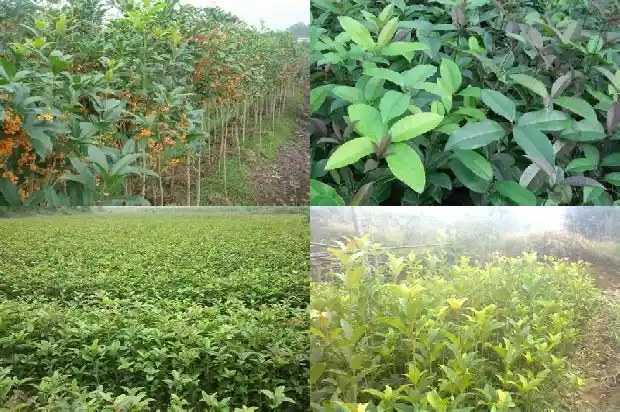 桂花喷水好吗1684976670928