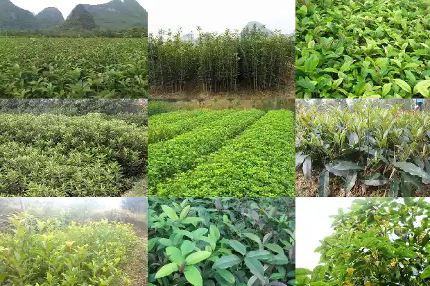 桂花喷水好吗1684976671023