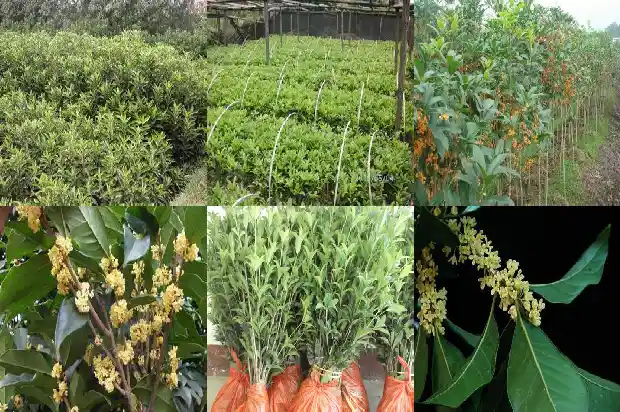 桂花开花时能喷水吗1684976681446