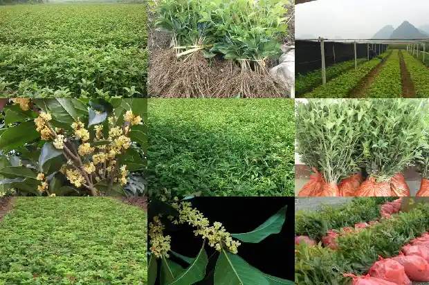 桂花天香台阁的养殖方法1684976697694